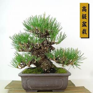 盆栽 松 黒松 樹高 約24cm くろまつ 高級盆栽 Pinus thunbergii クロマツ マツ科 常緑針葉樹 観賞用 現品