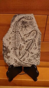 貴州竜 ケイチョウサウルス 化石 二匹の化石