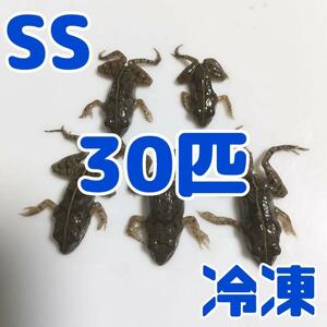 【国産】冷凍カエル 餌用 SS 30匹 胴長1.5~2cm ヌマガエル ヘビ用 @65円