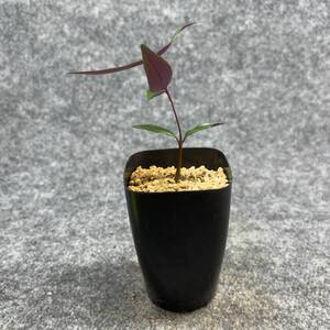 【鉢ごと発送】ペトペンチア ナタレンシス / Petopentia natalensis /【実生】/ 2号鉢 / 【現品】24-7-23-40