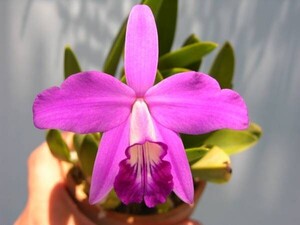 T♪洋蘭　　Cattleya sincorana 