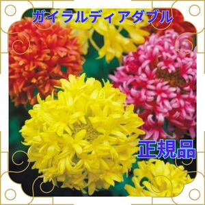 種 ガイラルディア ダブル ミックス 20粒 正規品 即決 花期 長い 切り花 プランター 花壇 花 簡単 初心者 たね タネ 種子 秋まき 春ま