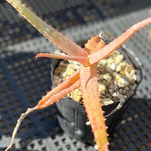 アロエ アクティッシマ アンタニモレンシス ② Aloe acutissima var.antanimorensis 国内繁殖苗 多肉植物