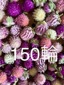 千日紅　ドライフラワー　150輪