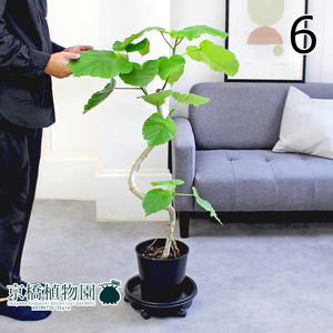 【現品】フィカス・ウンベラータ 曲がり 7号 黒鉢（6）Ficus umbellata