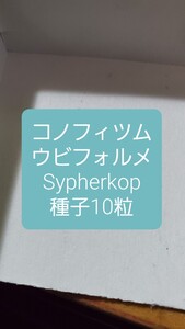 コノフィツム　ウビフォルメ, Sypherkop 種子10粒