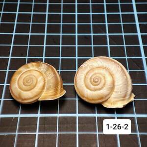 【貝 陸貝 標本】Cathaica obrutschewi【奥伯華蝸牛】15mm 17mm ペア(天然 陸貝 カタツムリ 蝸牛 マイマイ 殻(1-26-2