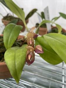 洋蘭　原種　バルボフィラム　bulbophyllum subumbellatum