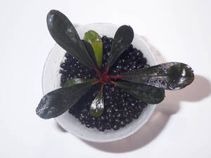 Bucephalandra sp. "Hitamanis"【TEAM BORNEO】7 