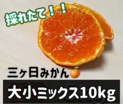 大小ミックス　三ヶ日早生みかん　みかん　10kg ミカン　三ヶ日みかん