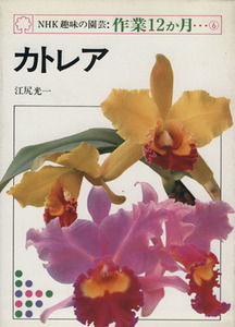 趣味の園芸 カトレア NHK趣味の園芸 作業12か月6/江尻光一(著者)