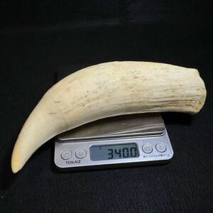 【マッコウクジラの歯 340.0g】抹香 鯨 クジラ 歯 牙 印材 鯨歯