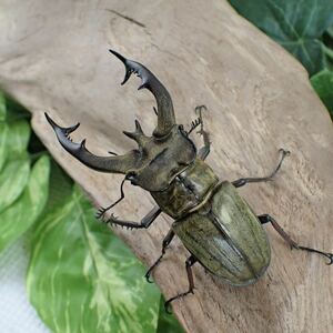 【Sparkle Beetle】即ブリ ルニフェルミヤマ(シスネリ産)♂73mm♀39mm♀38㎜トリオ(ミヤマクワガタ)