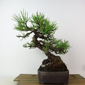 盆栽 松 黒松 樹高 約22cm くろまつ Pinus thunbergii クロマツ マツ科 常緑針葉樹 観賞用 現品