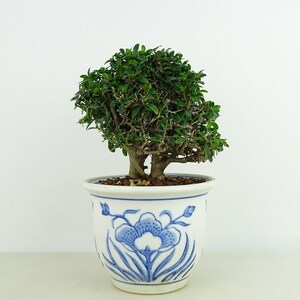 盆栽 黄楊 樹高 約12cm つげ Buxus microphylla var. japonica ツゲ 柘植 ツゲ科 常緑樹 観賞用 小品 現品