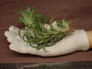 Tillandsia ionantha v.vanhyningii Jumbo form チランジア・イオナンタ バンハイニンギー ジャンボフォーム 571■エアプランツKK