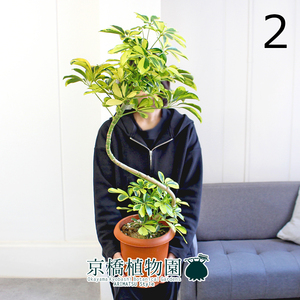 【現品】シェフレラ・ハッピーイエロー 曲がり 7号 茶鉢（2）Schefflera arboricola