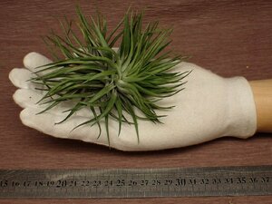 Tillandsia 