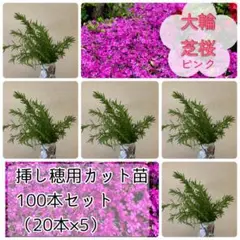 超お得❣️挿し穂用苗100本ボリュームセット★大輪芝桜