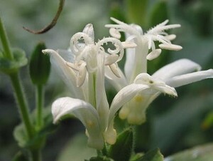 白花ホトトギス、３株、開花見込み株、花付きが良い、夏から秋開花、裸で送ります