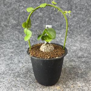 【鉢ごと発送】アフリカ型 亀甲竜 / Dioscorea elephantipes / 3号鉢 / 塊根・多肉植物【現品】 24-10-3-28