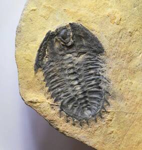 モロッコ産　　三葉虫化石 　　Olenoides constrictus Trilobite 