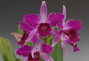 洋蘭カトレア原種 C.Purpurata rubra(flamea）‘Dark Star’(OG)