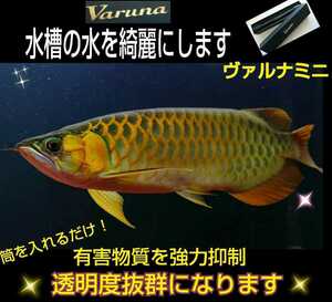 アロワナの飼育者が絶賛！水槽の水が綺麗になります【ヴァルナ23センチ】透明度がアップし有害物質を強力抑制！生体が活性化！水替え不要に