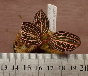 Ludisia discolor 