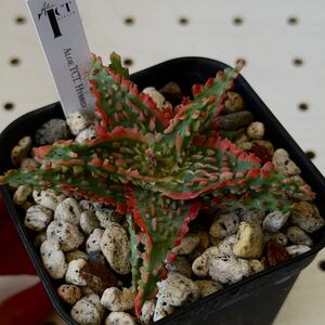 タグ付き　TCT アロエ hyb 多肉植物 Aloe hybrid 