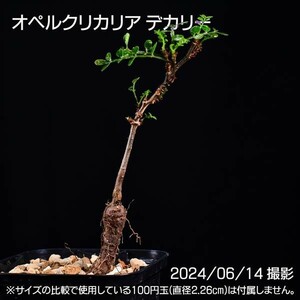 3A6 実生 オペルクリカリア デカリー コーデックス 塊根植物