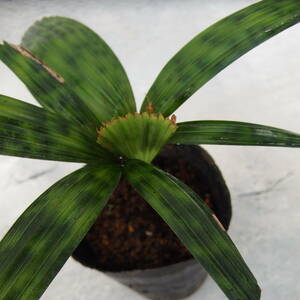 【Tom草ya】Licuala mattanensis 