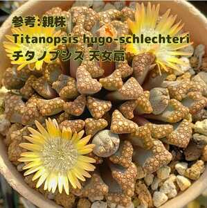 種子２０粒 チタノプシス 天女扇 Titanopsis hugo-schlechteri 多肉植物 実生用 