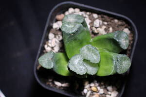 Haworthia maughanii　