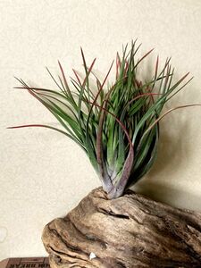 【FrontierPlants】【現品】チランジア・ニドゥス・クレステッド T. Nidus Crested【B】