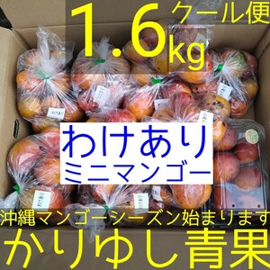 【現品】沖縄県産「わけあり」ミニマンゴー約1.6kg【別途クール便送料1070円】⑬6/19