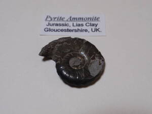 ミニアンモナイト化石　Pyrite Ammonite Jurassic Lias Clay 英国産　（2）