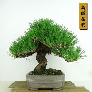 盆栽 松 黒松 樹高 約23cm くろまつ 高級盆栽 Pinus thunbergii クロマツ マツ科 常緑針葉樹 観賞用 現品