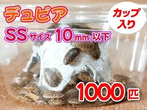 【送料無料】 デュビア SS ベビーサイズ 1.0cm以下 1000匹 カップ入り アルゼンチンモリゴキブリ 肉食熱帯魚 爬虫類 両生類 [3545:broad2]