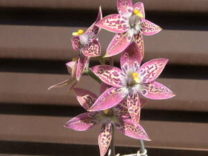 テリミトラ megacalyptra x villosa　　2球　 豪州地生ラン　洋蘭　山野草
