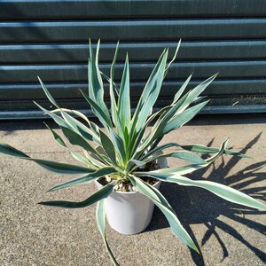 ● ユッカ グロリーサ バリエガータ ● Yucca gloriosa variegata ● 6号 ● 耐寒性 ● グロリオーサ ●