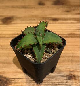 【Aloe castilloniae】アロエ　カスティロニアエ プラ鉢約6cm