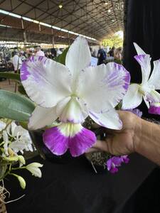 C. walkeriana f. marmorata ‘Tocando em Frente MN’