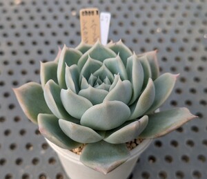 27.シムランスパジョナール×（リンゼアナ×ホリコロ）【初出品】 実生苗 エケベリア 国産 多肉 Echeveria