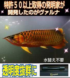 アロワナの飼育者絶賛！水槽の水が綺麗になります【ヴァルナミニ15センチ】有害物質を強力抑制し透明度がアップ！生体が活性化！水替え不要