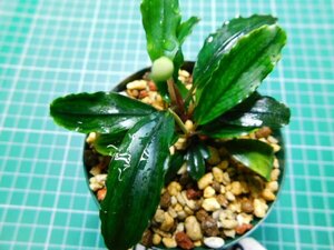 ◎2125TN180　 (自家栽培）水草　ブセファランドラ　Bucephalandra sp. Pina①