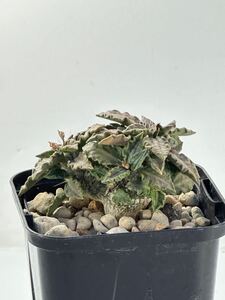 Euphorbia tulearensis ユーフォルビア トゥレアレンシスマダガスカル原産 実生 塊根植物