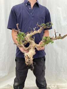 9185 「塊根植物」 コミフォラ カタフ ピュア 　抜き苗【11/22最新到着・Commiphora kataf pure・葉落ちします】