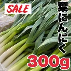 【農家直送】高知県特産‼️葉ニンニク 300g 即購入OK wgqq8