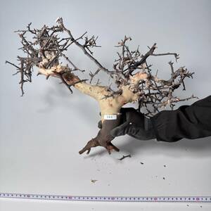 384 Commiphora kataf pure コミフォラ カタフ ピュア　ベアルート株